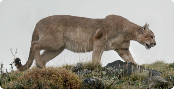 mountain lion