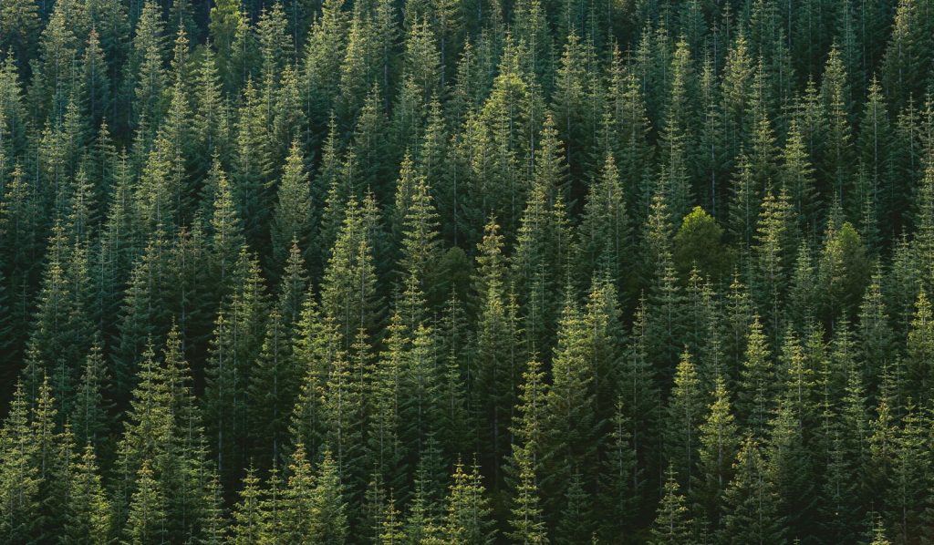 Tree line of a forest with evergreen trees.